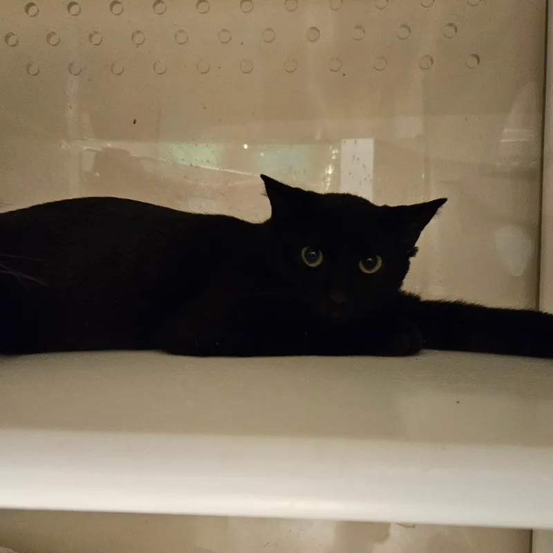 A baby small-sized male Domestic Short Hair cat named Oregano for adoption in Port Townsend, WA