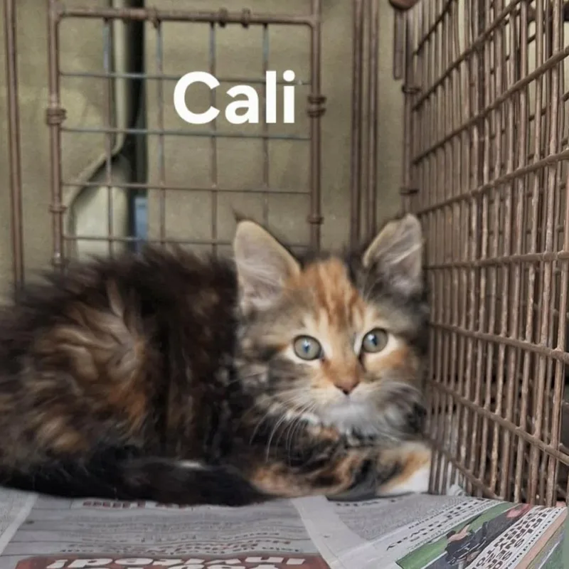 Cali May