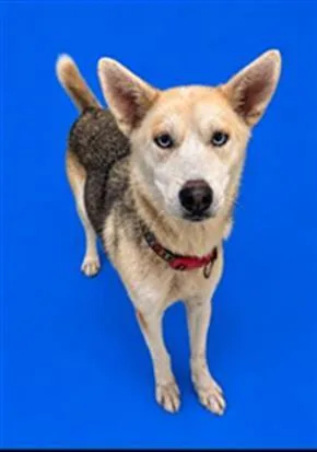 A young large-sized female Siberian Husky dog named A for adoption in Winter Haven, FL
