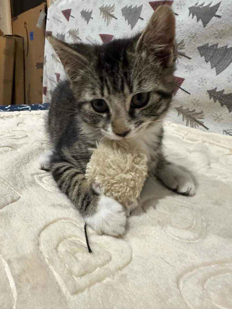 A baby medium-sized female Domestic Short Hair cat named Squeaky for adoption in Stewartsville, NJ
