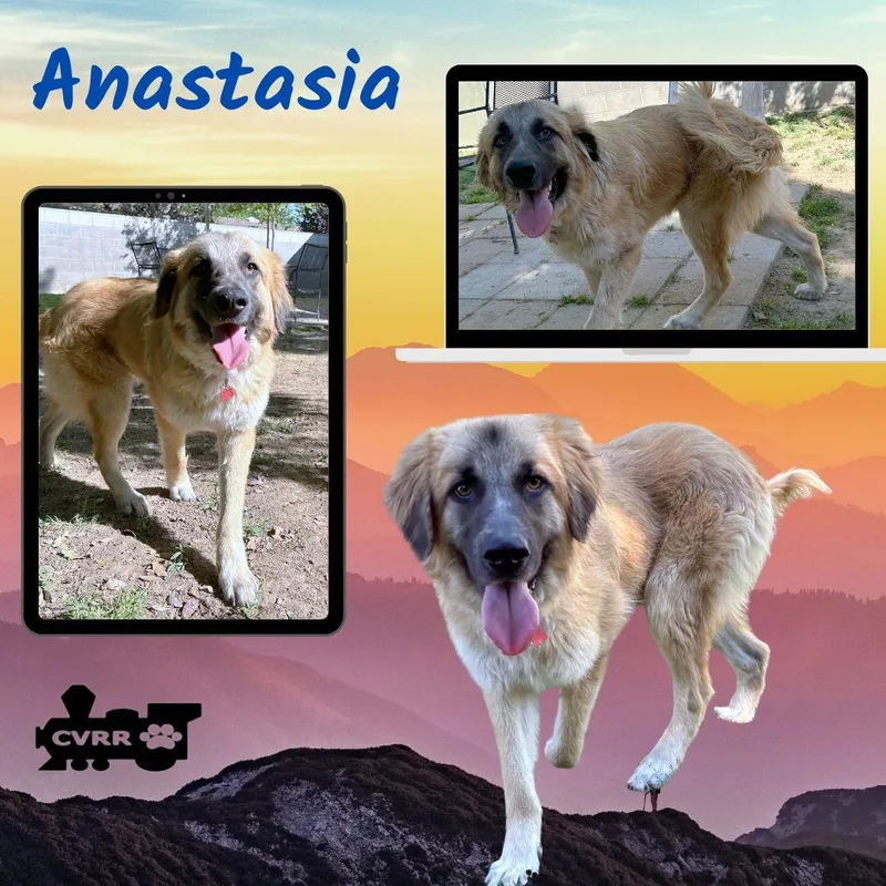 An adult large-sized female Great Pyrenees dog named Anastasia for adoption in LINDSAY, CA