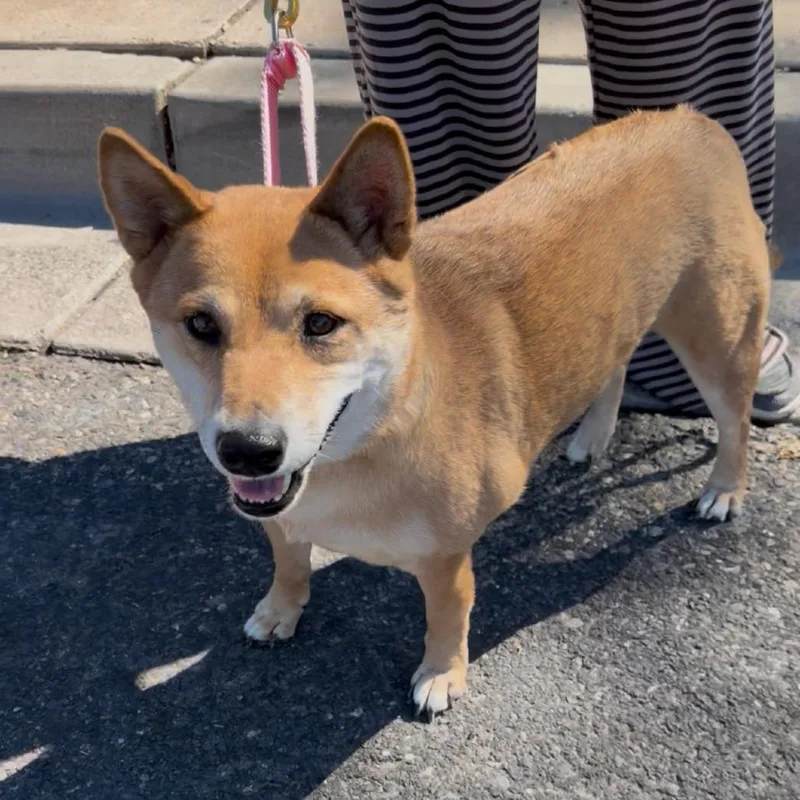 An adult small-sized female Yellow / Tan / Blond / Fawn Shiba Inu dog named Sakura for adoption in Las Vegas, NV