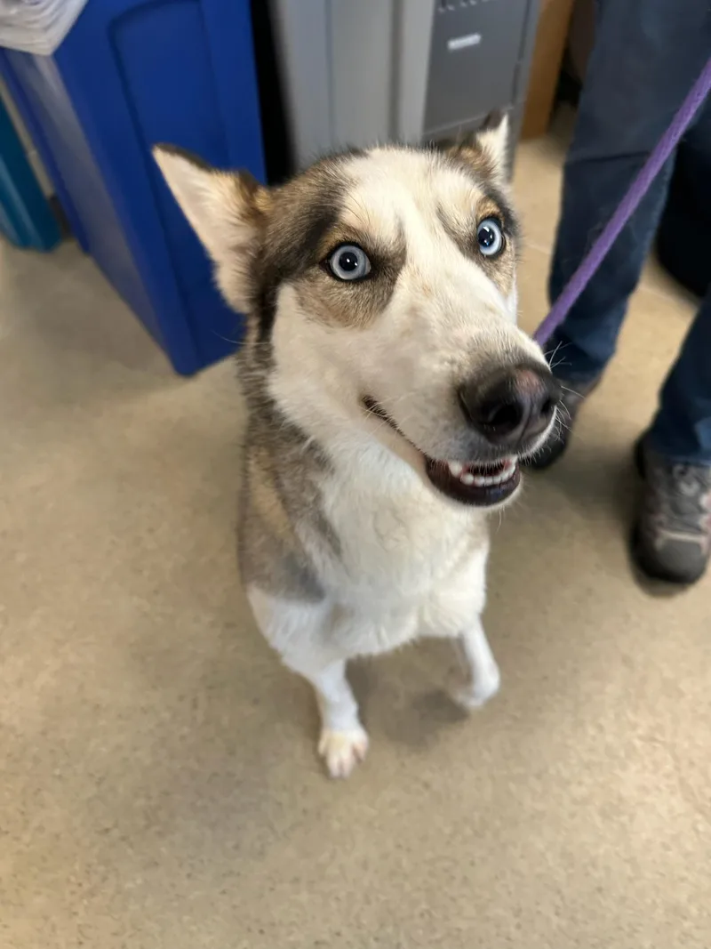 A young medium-sized female Tricolor (Brown, Black, & White) Husky dog named Rhubarb for adoption in Manassas, VA