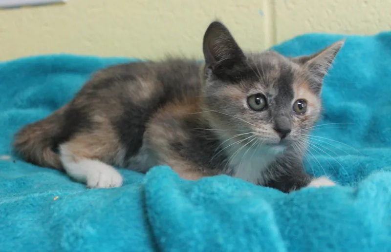 A baby medium-sized female Gray & White Domestic Short Hair cat named Avery for adoption in Prattville, AL