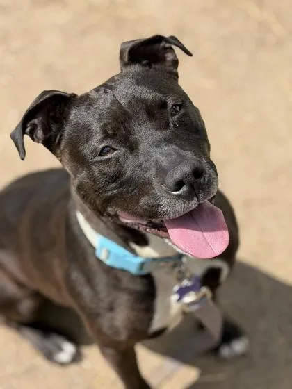 A senior medium-sized female Black Mixed Breed dog named Storm for adoption in Lansing, MI