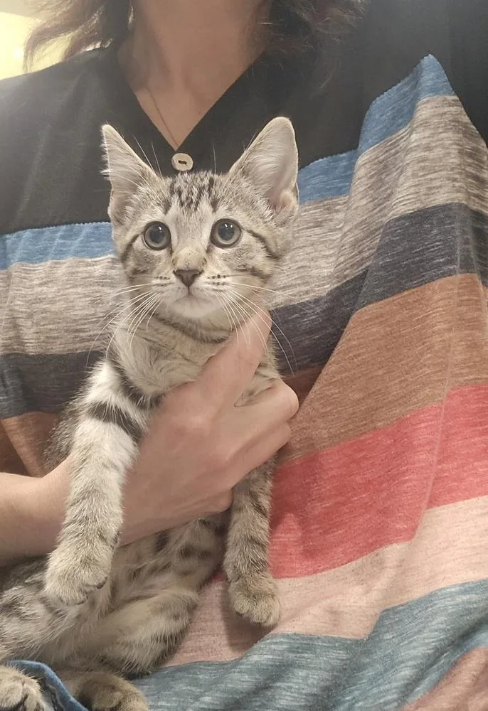 A baby small-sized female Domestic Short Hair cat named Lilo for adoption in Dickson, TN