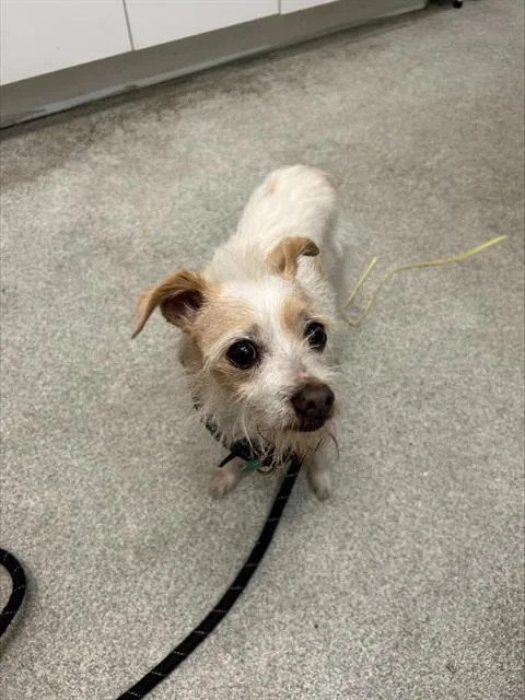 A senior small-sized female Fox Terrier dog named Glenda for adoption in Alameda, CA