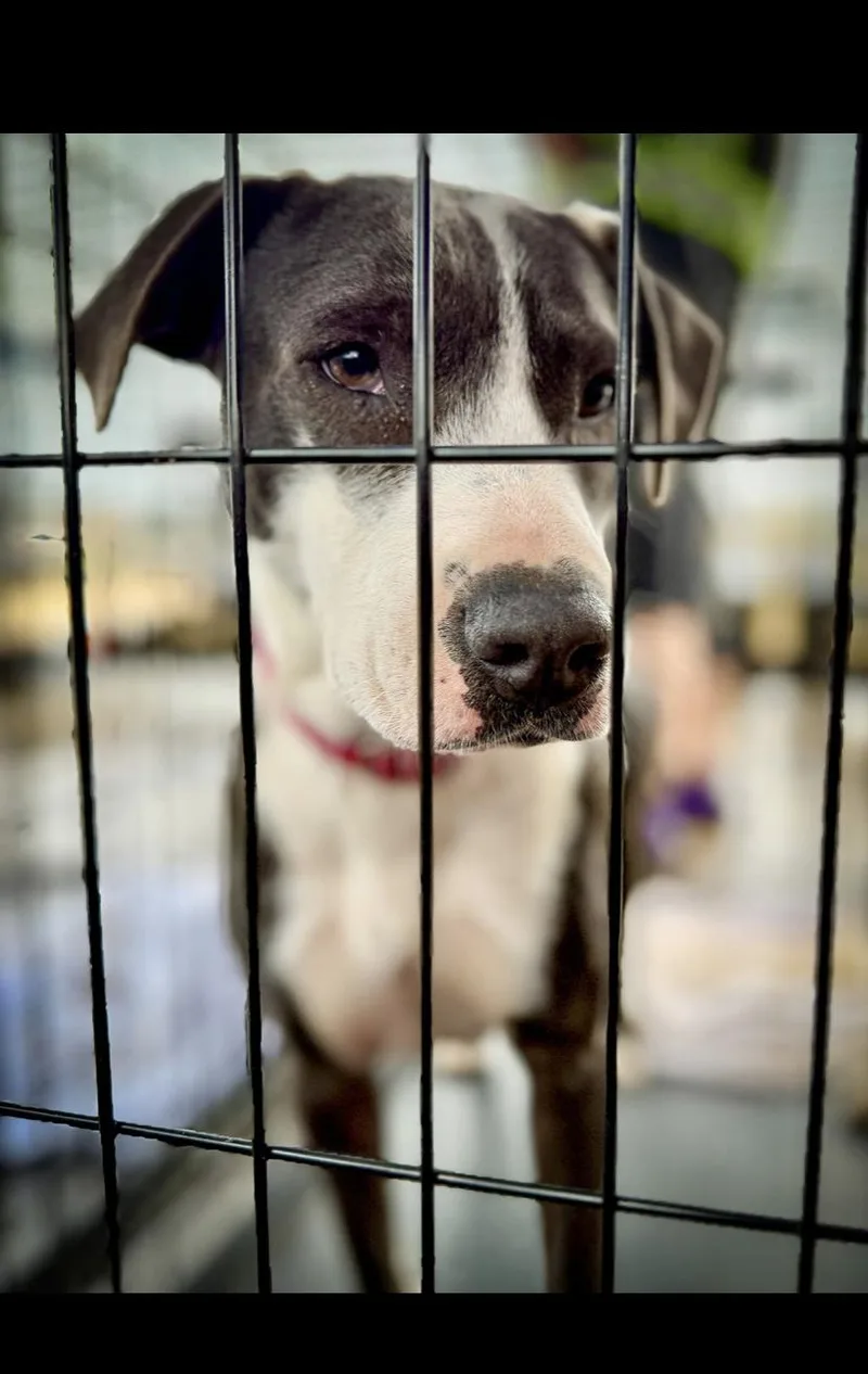 An adult medium-sized female White / Cream Mixed Breed dog named Faith for adoption in Livingston, TX