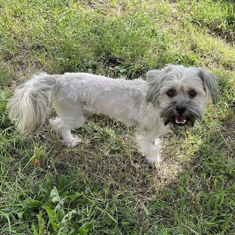 A young small-sized female White / Cream Shih Tzu dog named Molly for adoption in Marfa, TX
