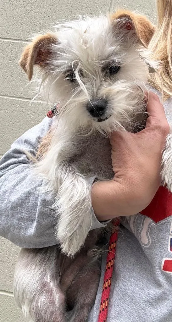 A young small-sized male White / Cream Terrier dog named Scout for adoption in Shingle Springs, CA
