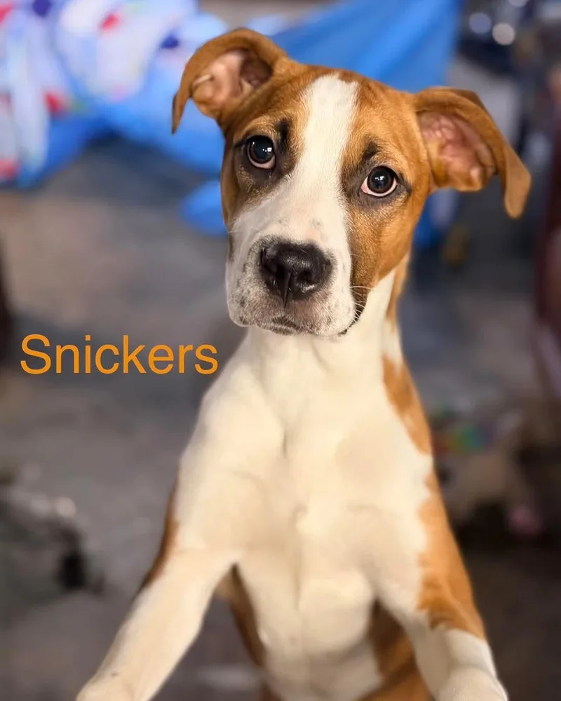A baby medium-sized male Terrier dog named Snickers for adoption in Washington , PA