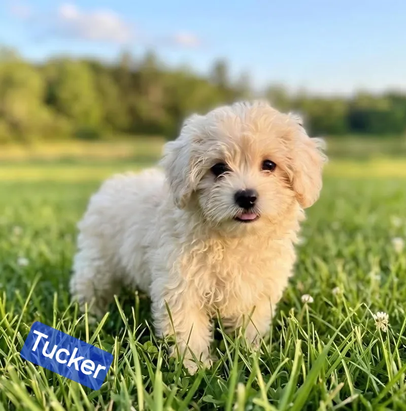 A baby small-sized male White / Cream Havanese dog named Tucker for adoption in Wheelersburg, OH