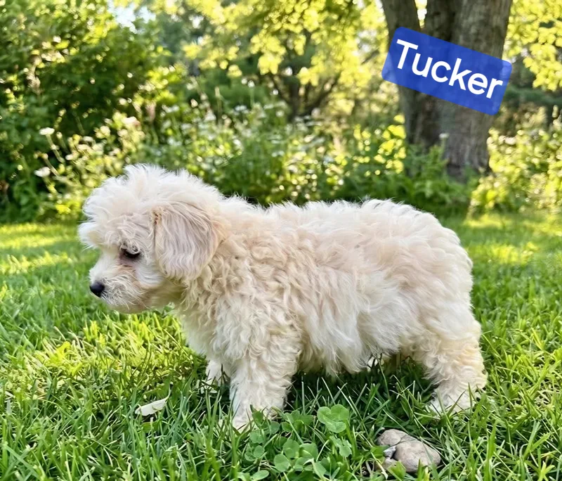 Tucker thumbnail 2