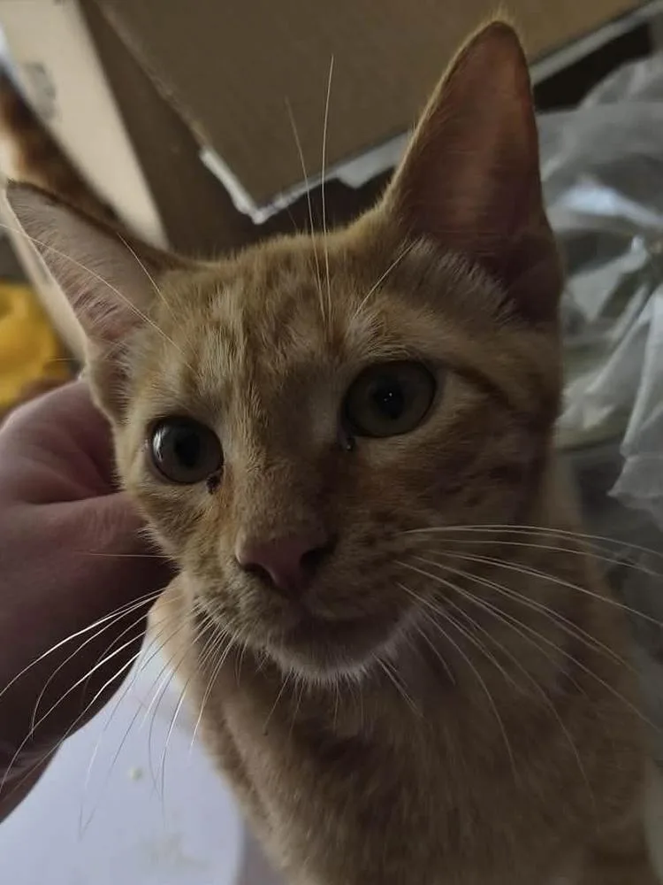 A baby medium-sized male Domestic Short Hair cat named Ship for adoption in Bolivar, MO