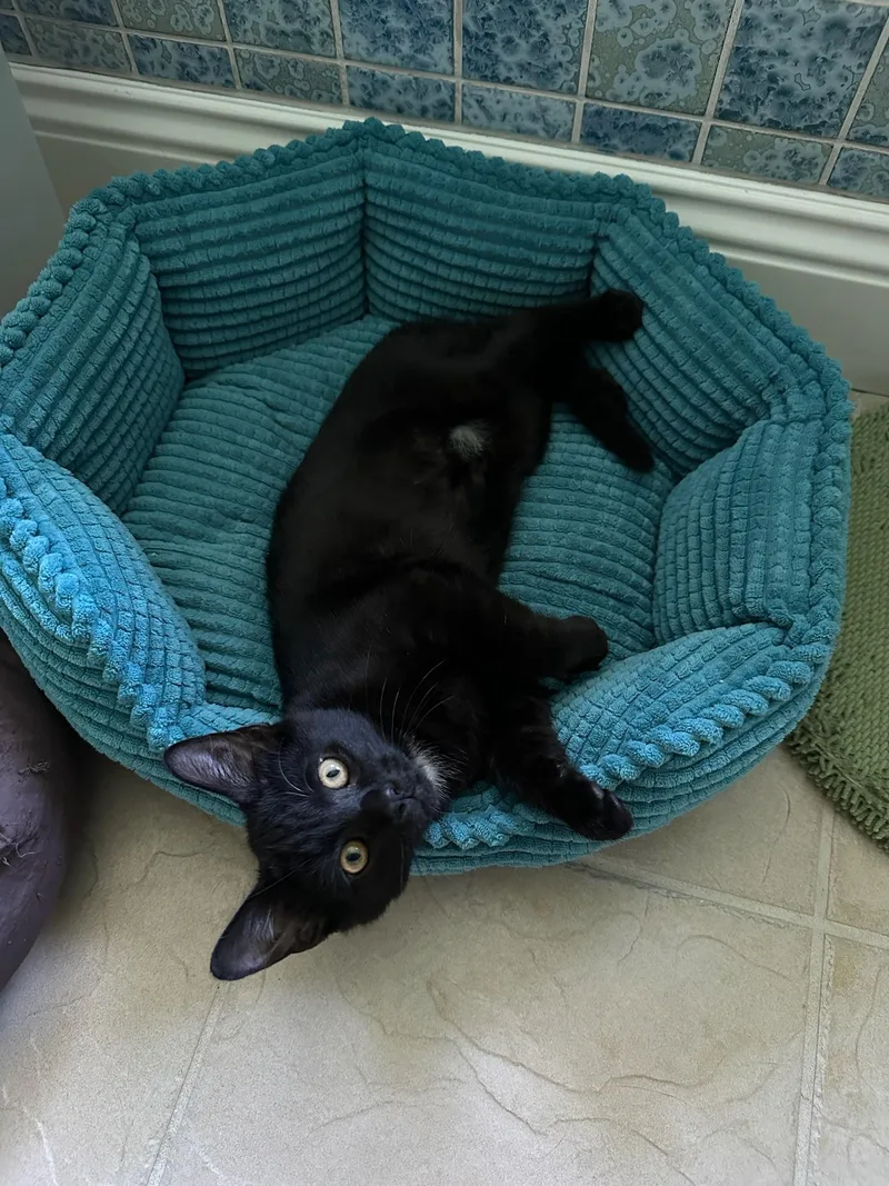 A baby medium-sized female Black Domestic Short Hair cat named Wednesday for adoption in Hartville, OH