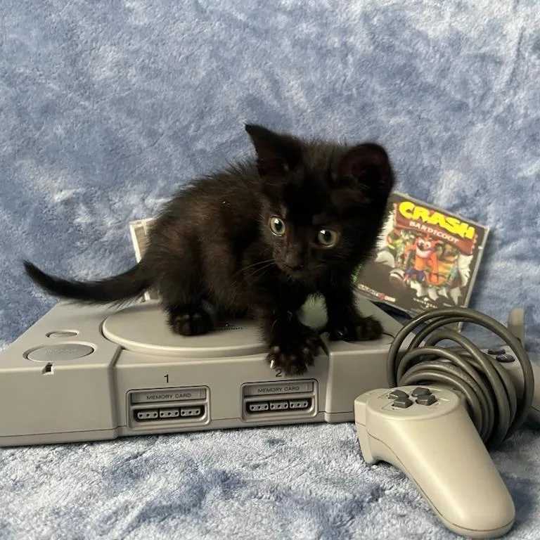 A baby small-sized male Black Domestic Short Hair cat named Xbox for adoption in Evanston, IL