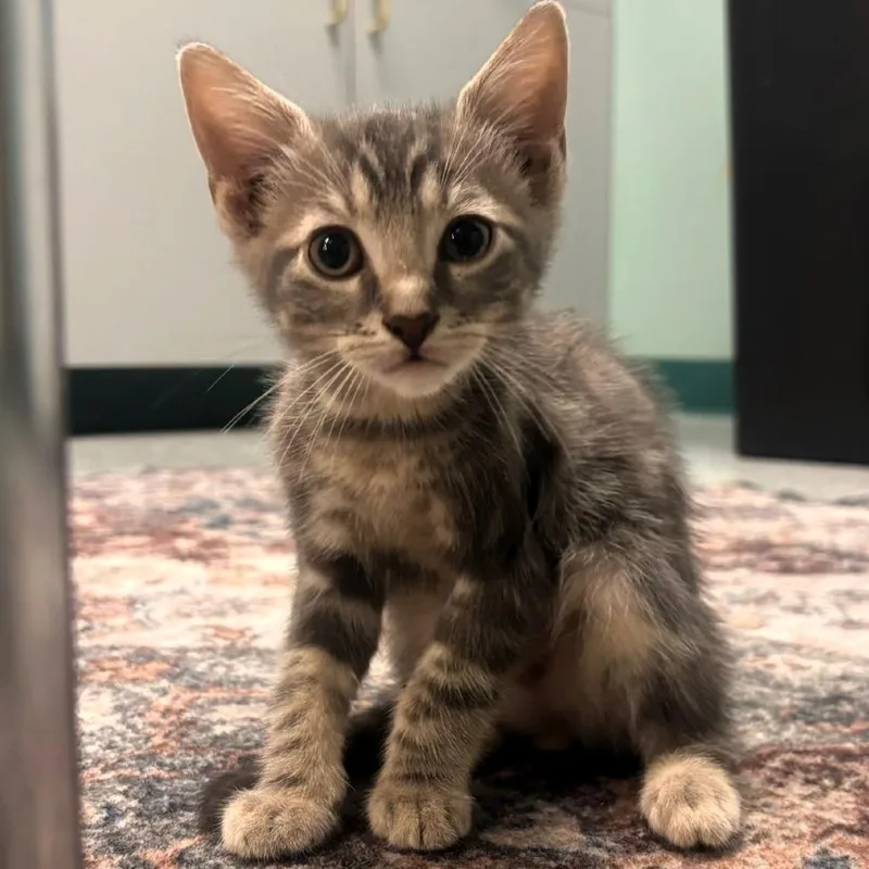 Pip