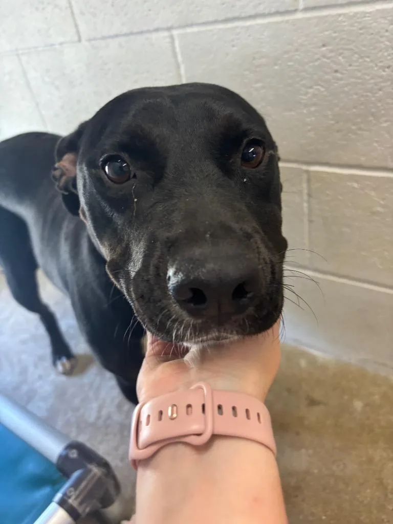 An adult medium-sized female Mixed Breed dog named Girly Pop for adoption in Morgantown, KY