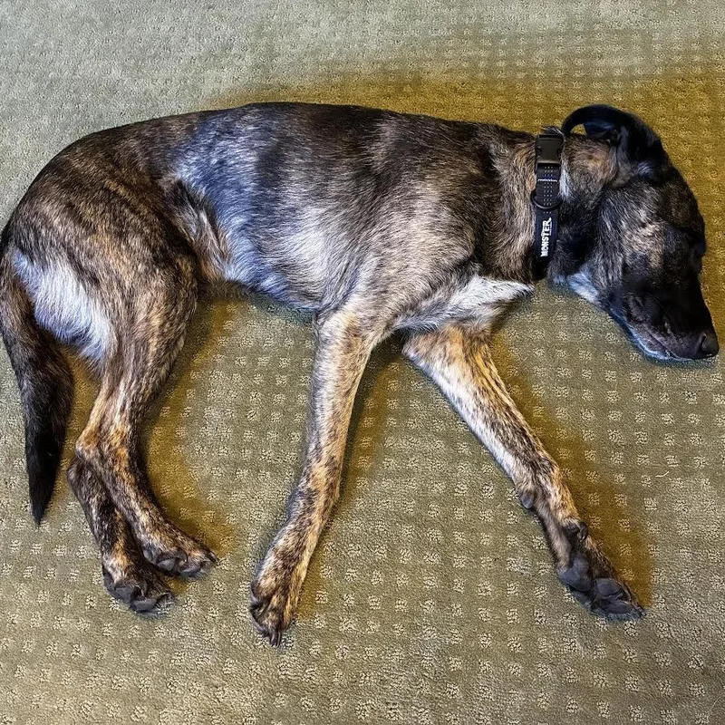 An adult large-sized male Black Shepherd dog named Kota D for adoption in Minnetonka, MN