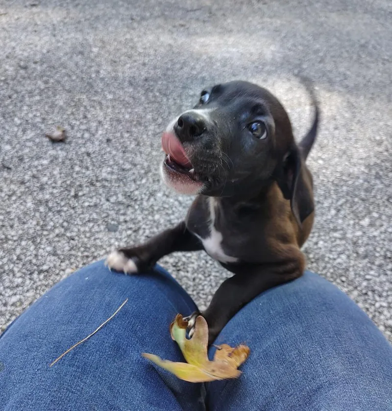 A baby large-sized male Mixed Breed dog named Cricket for adoption in Muskegon, MI