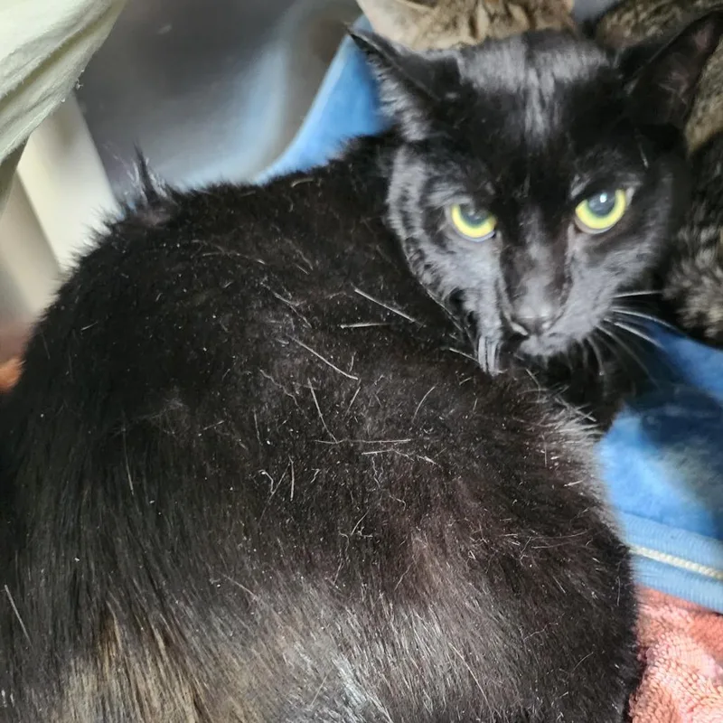 Blackie