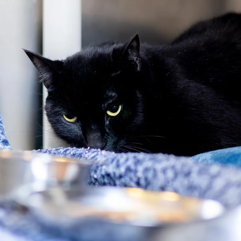 Blackie thumbnail 2