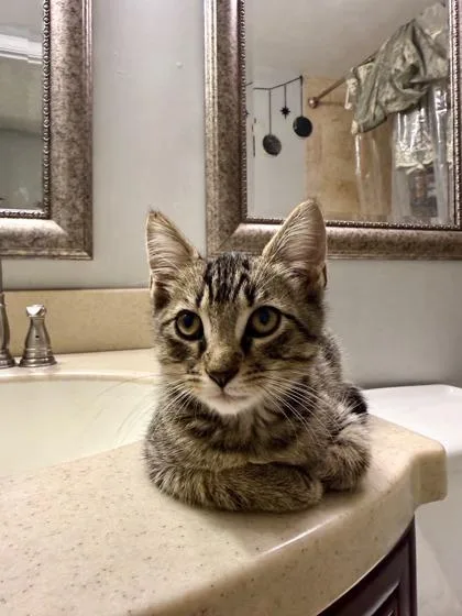A baby small-sized unknown Domestic Short Hair cat named Mungo for adoption in Atlanta, GA