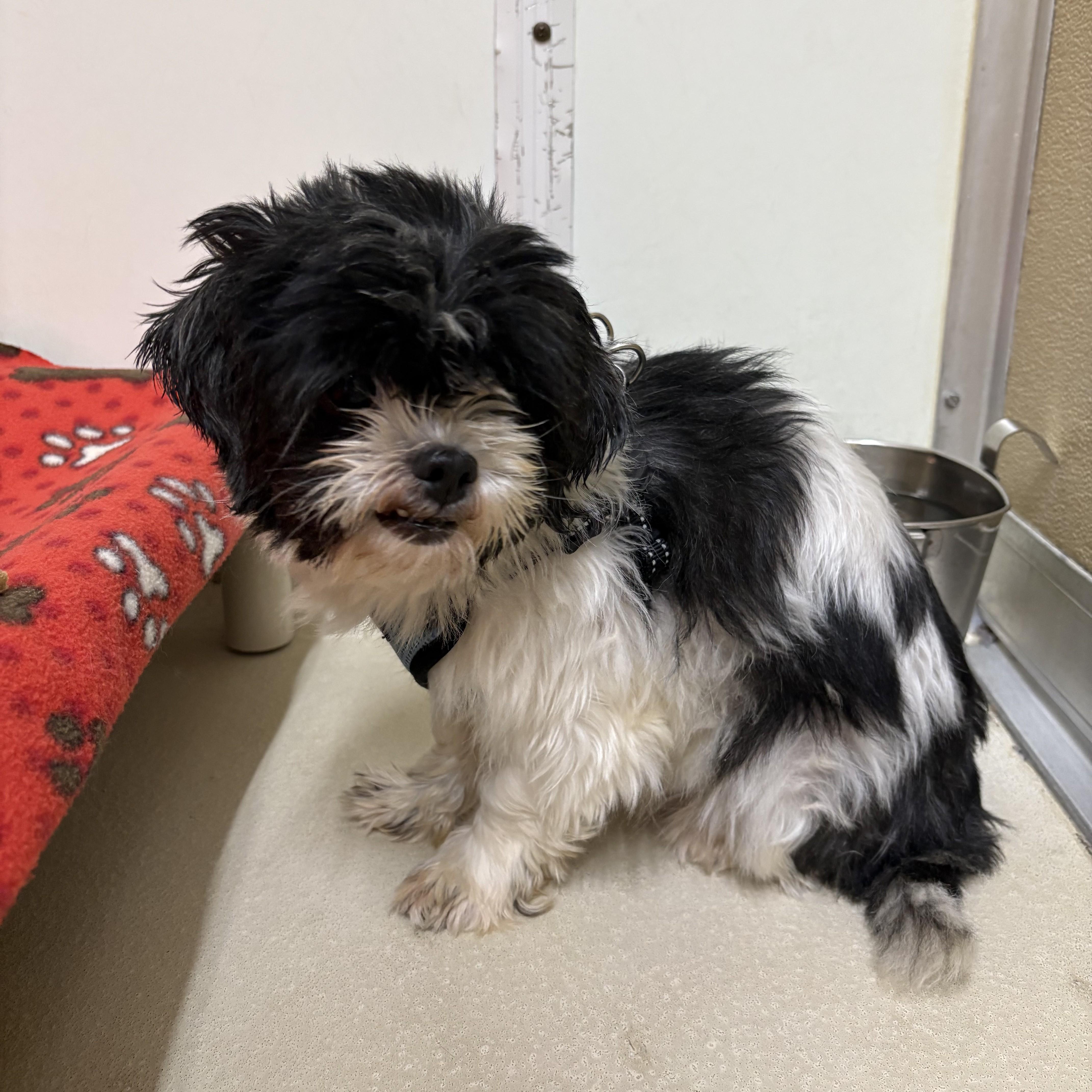 An adult small-sized female Black Shih Tzu dog named Molly for adoption in Phoenixville, PA