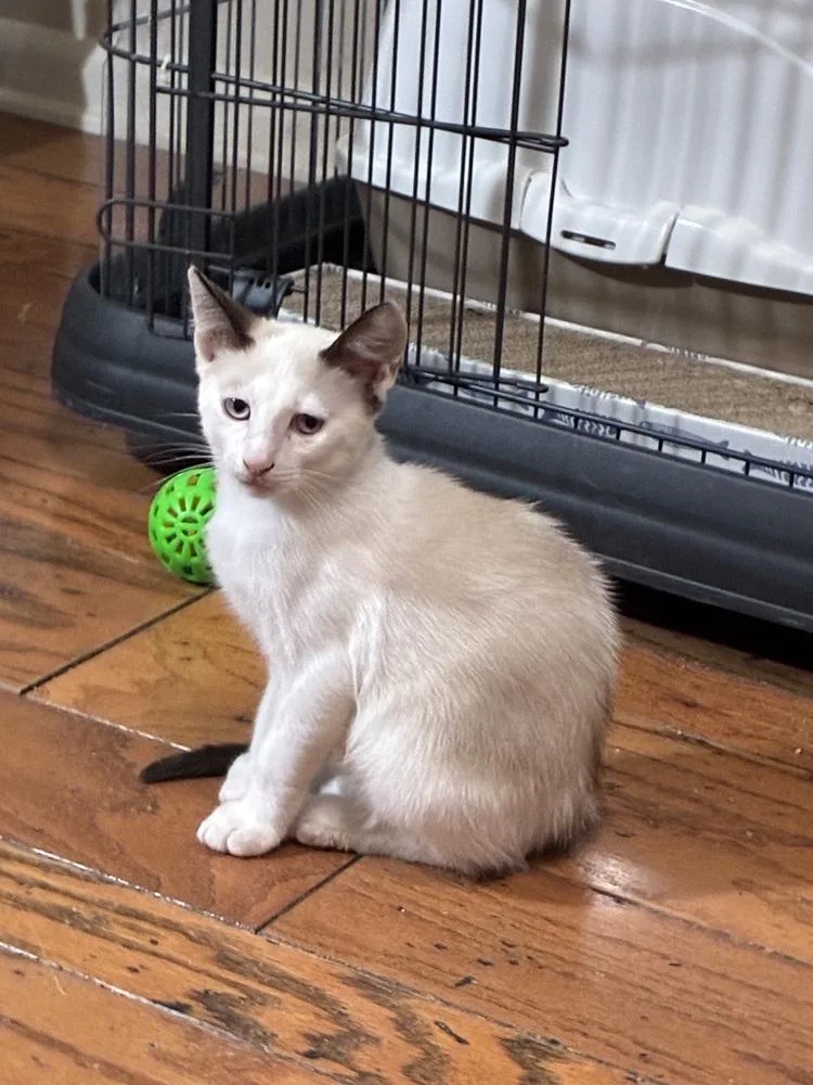 Pawly Shores Bonded wLittle