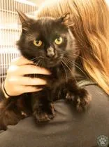 An adult medium-sized female Black Domestic Medium Hair cat named Cora for adoption in Potsdam, NY