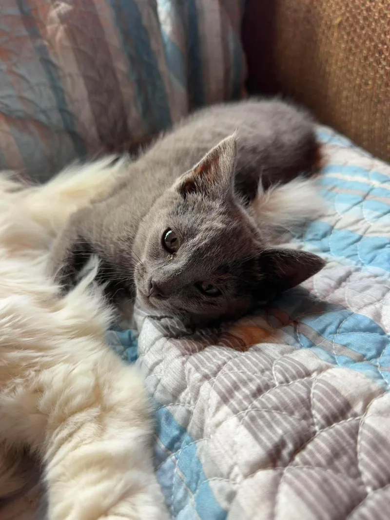 A baby medium-sized male Gray / Blue / Silver Domestic Medium Hair cat named Ash for adoption in Fort Payne, AL