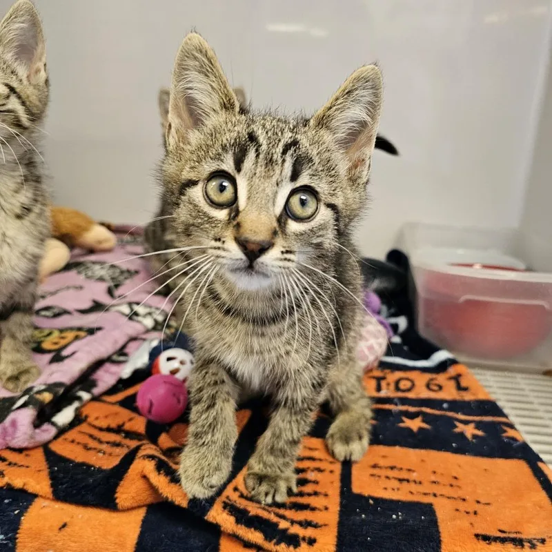 A baby small-sized male Brown / Chocolate Domestic Short Hair cat named Walsh for adoption in Monroe, MI