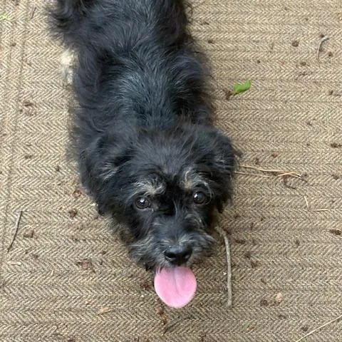 A baby small-sized male Black Terrier dog named Magee for adoption in Wake Forest, NC