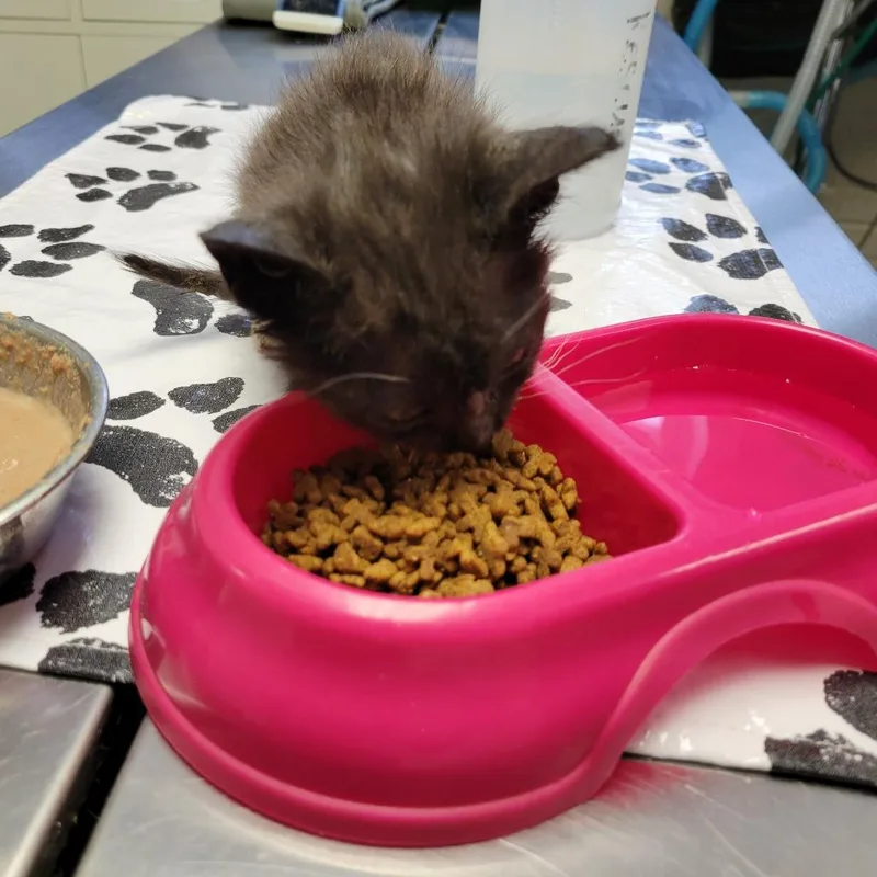 A baby small-sized female Domestic Short Hair cat named Smokey for adoption in New York, NY