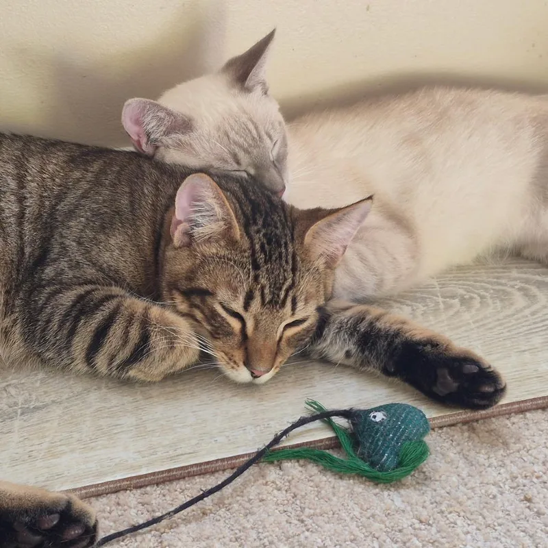 A young small-sized male Domestic Short Hair cat named Geordie for adoption in Fairfax, VA