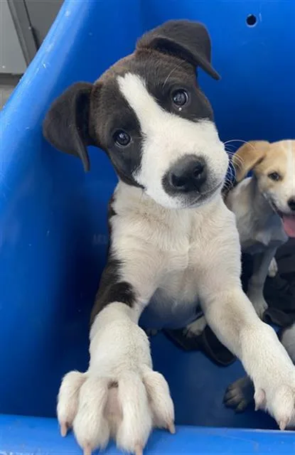 A baby large-sized male Mixed Breed dog named Nolan for adoption in Dallas, TX