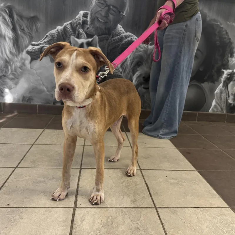 A young medium-sized male Brown / Chocolate Mixed Breed dog named Mino for adoption in Columbus, GA