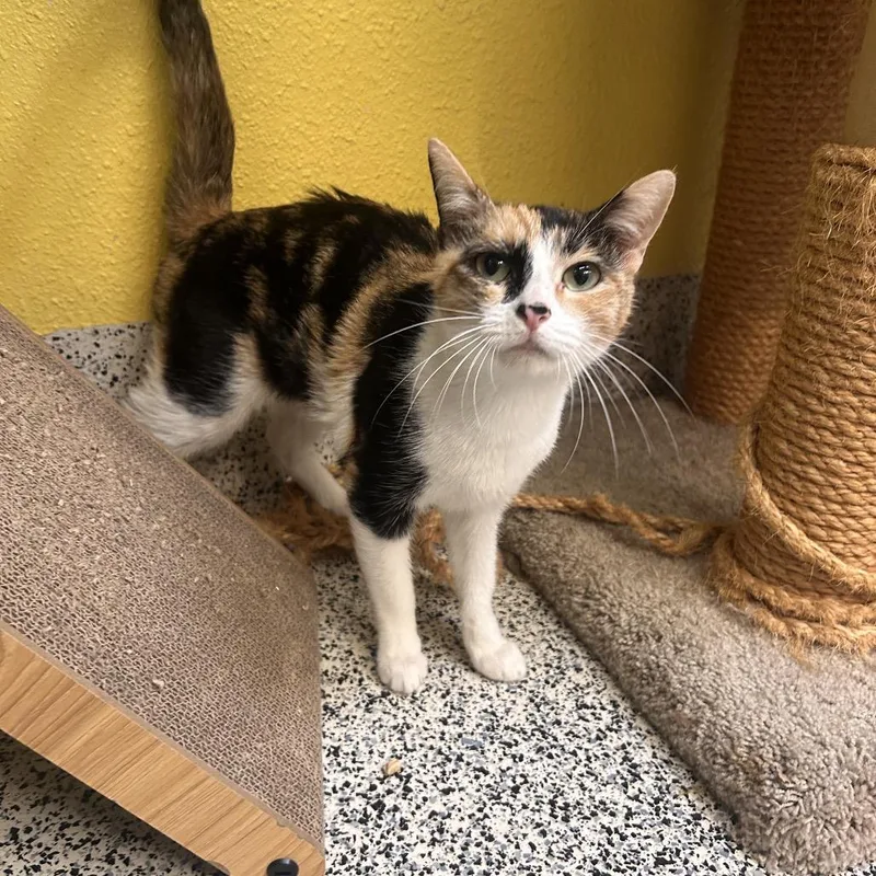 A young medium-sized female Calico Domestic Short Hair cat named Peaches for adoption in Fresno, CA
