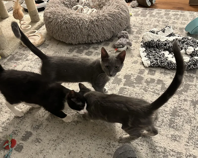 Jay + Robin thumbnail 3