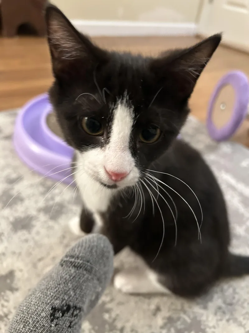 Jay + Robin thumbnail 4