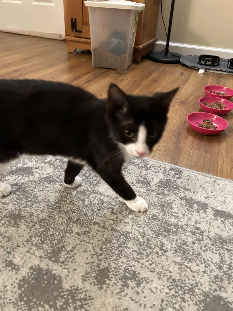 Jay + Robin thumbnail 5