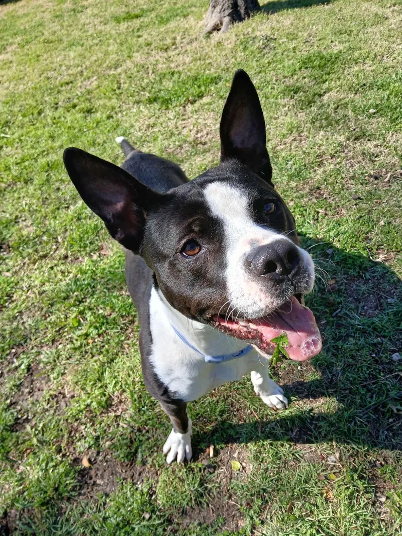 A young medium-sized female Black American Staffordshire Terrier dog named Betty Jo for adoption in Garland, TX