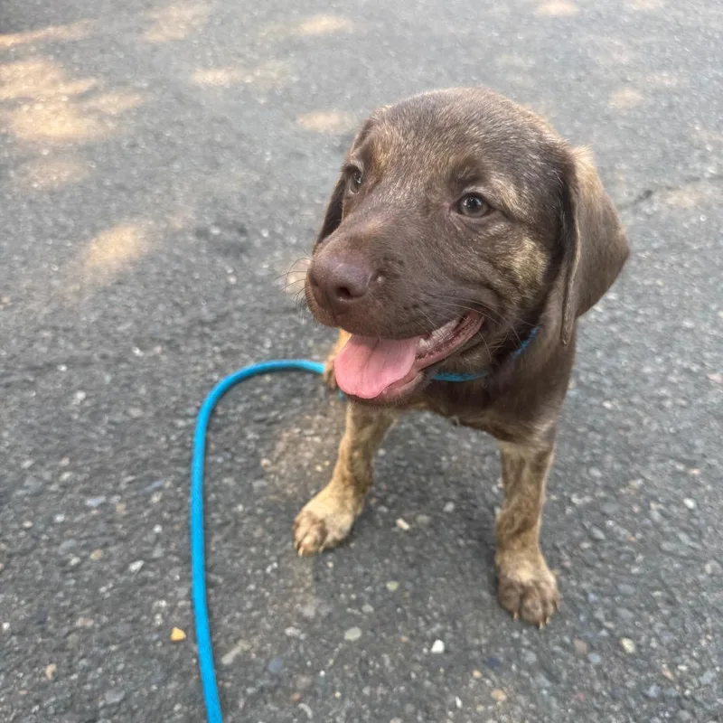 A baby small-sized male Brown / Chocolate Pit Bull Terrier dog named Eric for adoption in Newberg, OR