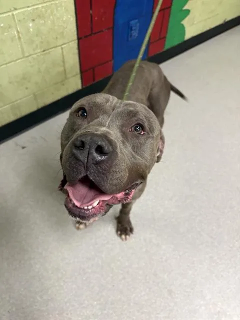 A young medium-sized male Pit Bull Terrier dog named Bennito for adoption in Indianapolis, IN