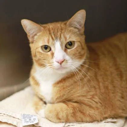 An adult small-sized male Orange / Red Domestic Short Hair cat named Carrot Top for adoption in Atlanta, GA