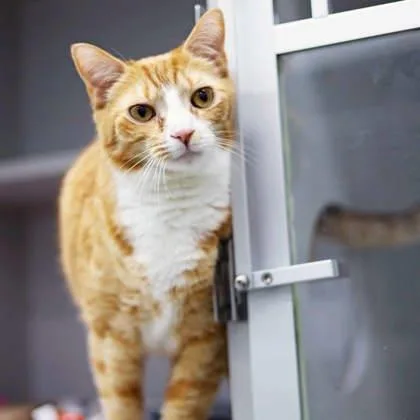 Carrot Top thumbnail 2