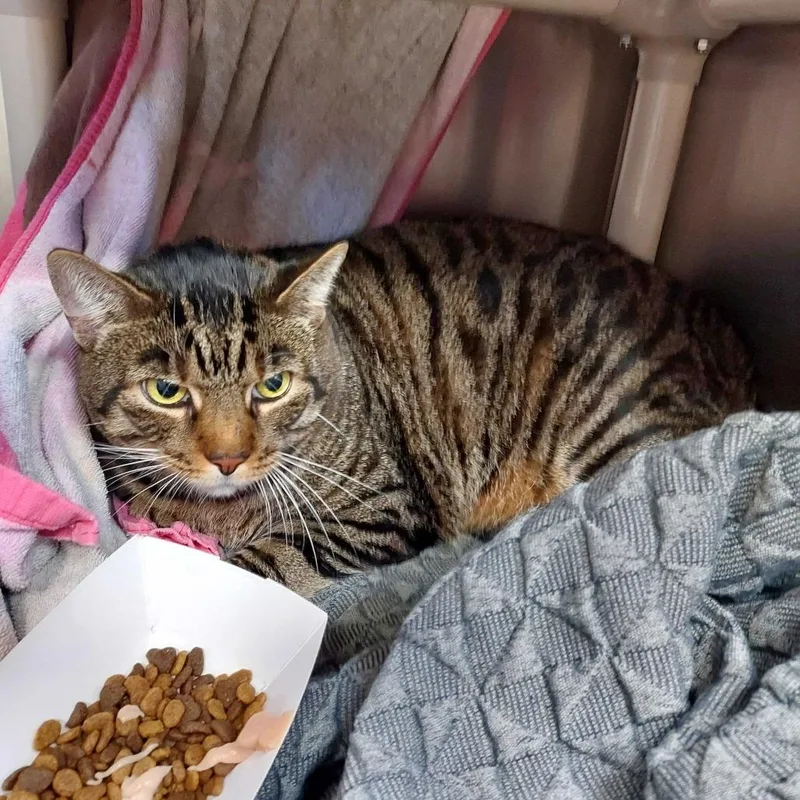 An adult extra large-sized male Domestic Short Hair cat named "Big Ben" for adoption in Perkiomenville, PA