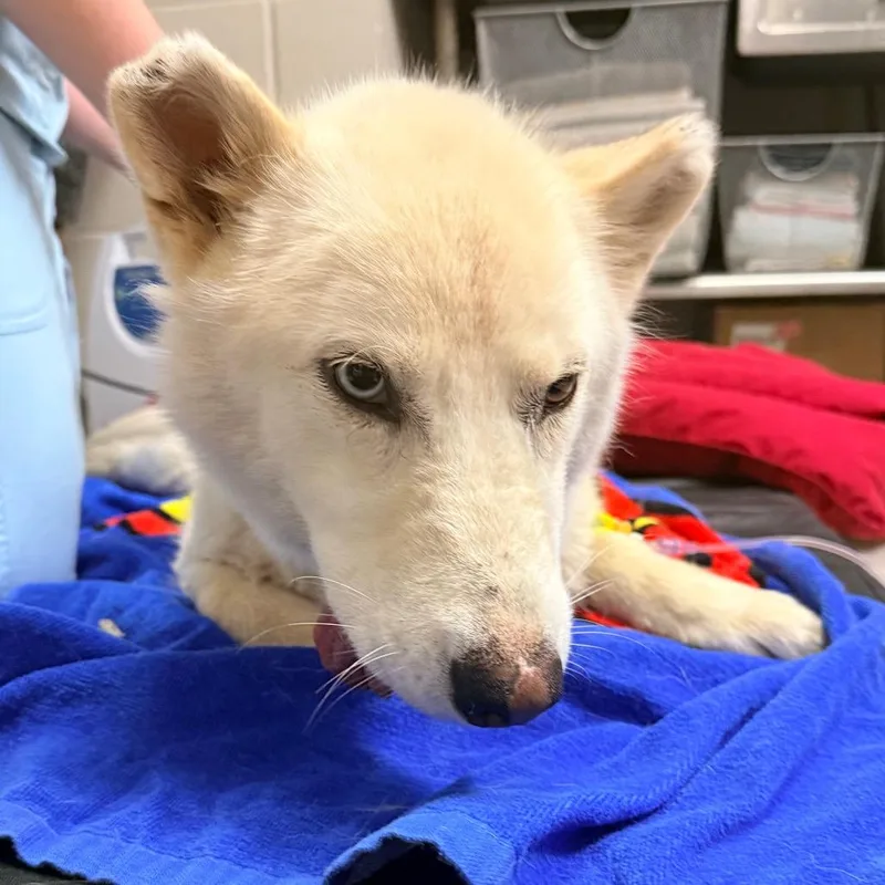 An adult medium-sized female White / Cream Siberian Husky dog named Zazi for adoption in Indianapolis, IN