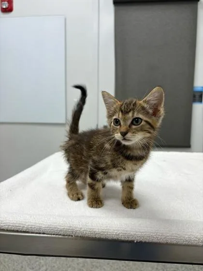 A baby small-sized male Brown / Chocolate Domestic Short Hair cat named Ickis for adoption in Kansas City, MO