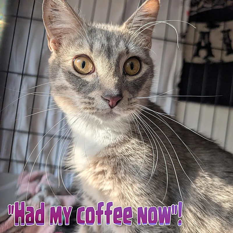 A young medium-sized male Tabby (Gray / Blue / Silver) Domestic Short Hair cat named Teddy Grahams for adoption in Great Mills, MD